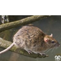 گونه موش قهوه‌ای Brown rat